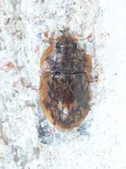 Lobiopa undulata