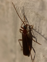 Dendroides ephemeroides