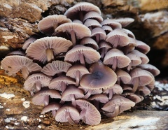 Mycena clarkeana