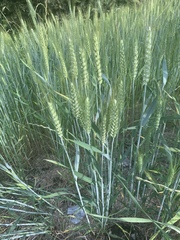 Triticum