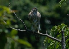 Accipiter virgatus