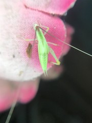 Oecanthus varicornis