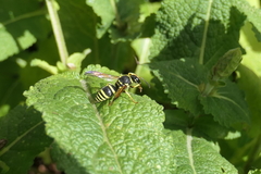 Ancistrocerus catskill