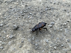Nicrophorus guttula