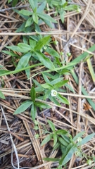 Moehringia macrophylla