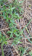 Moehringia macrophylla