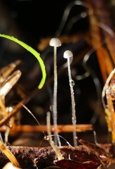 Mycena albidocapillaris