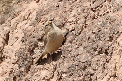 Carpodacus stoliczkae