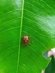 Strigapoderus tranquebaricus