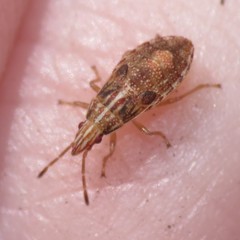 Belonochilus numenius