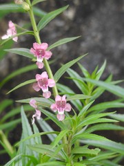 Image of Angelonia biflora