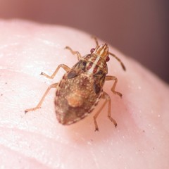 Belonochilus numenius