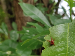 Strigapoderus tranquebaricus