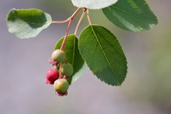 Amelanchier cusickii