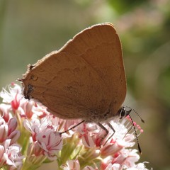 Satyrium auretorum