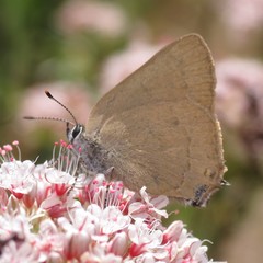 Satyrium auretorum