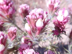 Castilleja exserta exserta