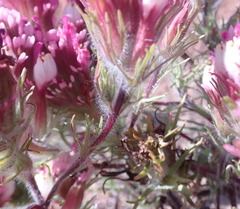 Castilleja exserta exserta