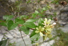 Abelia chinensis