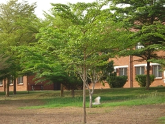 Bubulcus ibis