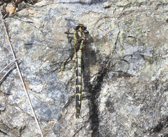 Phanogomphus kurilis