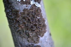 Melanohalea septentrionalis