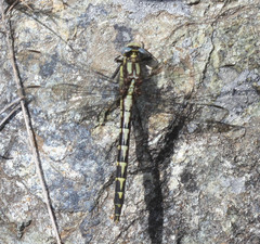 Phanogomphus kurilis