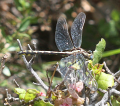 Phanogomphus kurilis