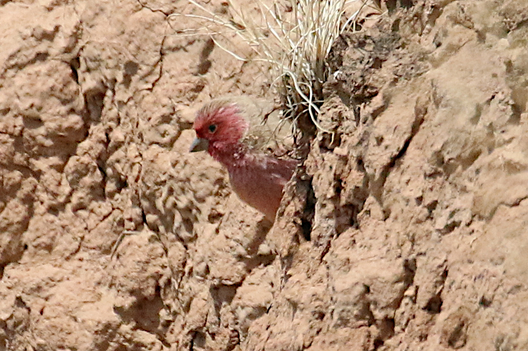 Pale Rosefinch illustration