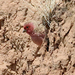 Pale Rosefinch - Photo (c) leithallb, some rights reserved (CC BY-NC), uploaded by leithallb