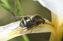 Eulonchus marginatus