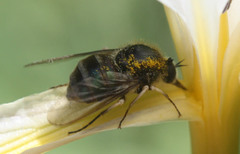 Eulonchus marginatus