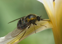 Eulonchus marginatus