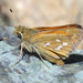 Columbian Skipper - Photo no rights reserved, uploaded by Scott Loarie