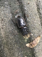 Serrognathus titanus platymelus