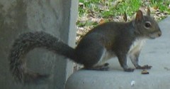 Sciurus carolinensis