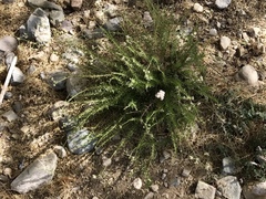 Eriogonum fasciculatum foliolosum