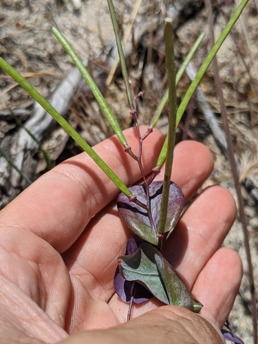 Image of Streptanthus farnsworthianus by no rights reserved