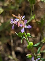 Clarkia heterandra
