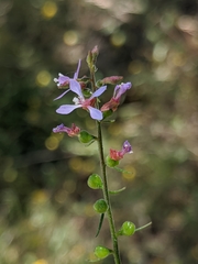 Clarkia heterandra