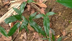 Grypothrix triphylla