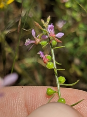 Clarkia heterandra