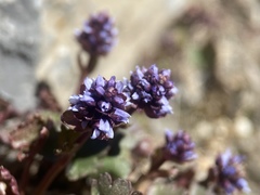 Veronica ranunculina