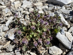 Veronica ranunculina