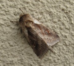 Bellura densa