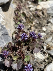 Veronica ranunculina