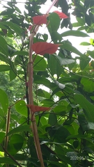 Cissus pteroclada