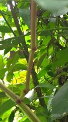 Cissus pteroclada
