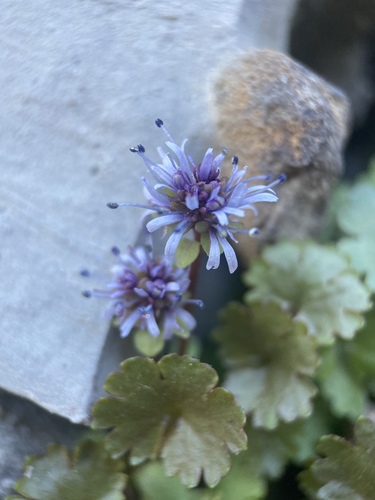 Veronica ranunculina