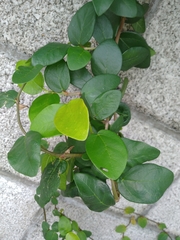 Ficus pumila